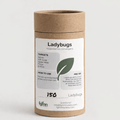 Ladybugs - Cozy Home Life