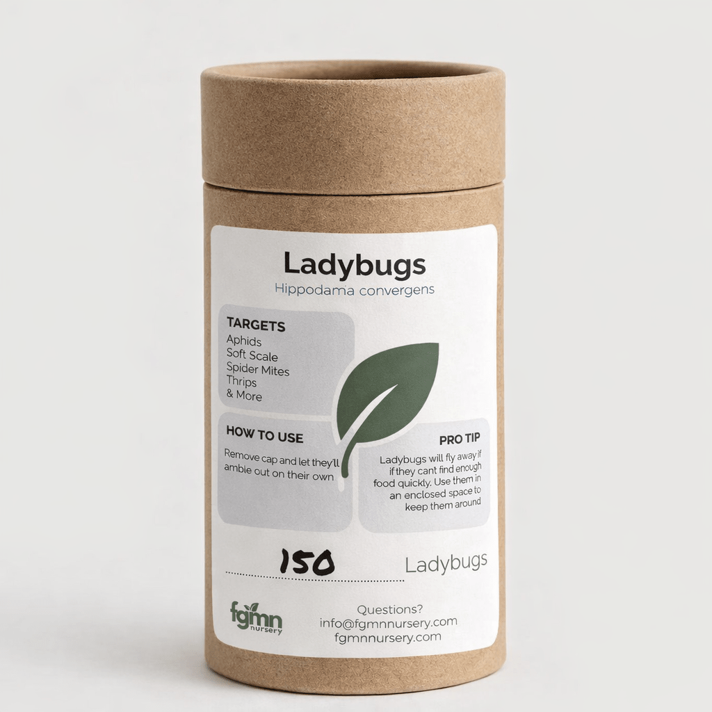 Ladybugs - Cozy Home Life